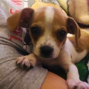 Meet your Posher, Dianna